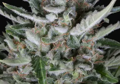 Gorilla Autoflowering