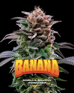Gorilla Banana