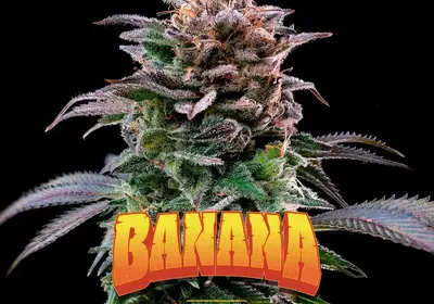 Gorilla Banana