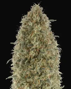Gorilla Blue