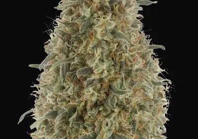 Gorilla Blue
