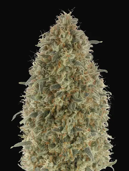 Gorilla Blue