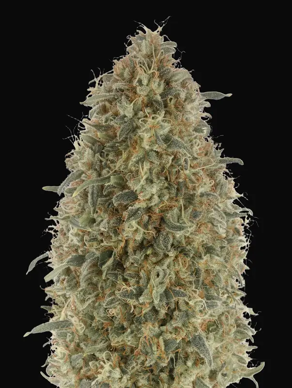 Gorilla Blue