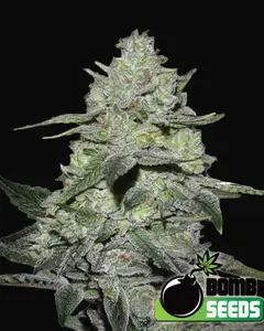 Gorilla Bomb