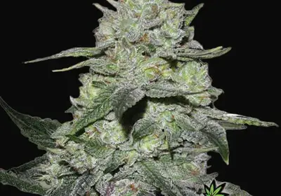 Gorilla Bomb