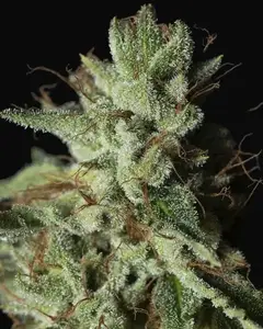 Gorilla Candy