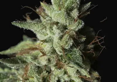 Gorilla Candy