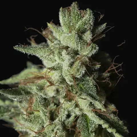 Gorilla Candy