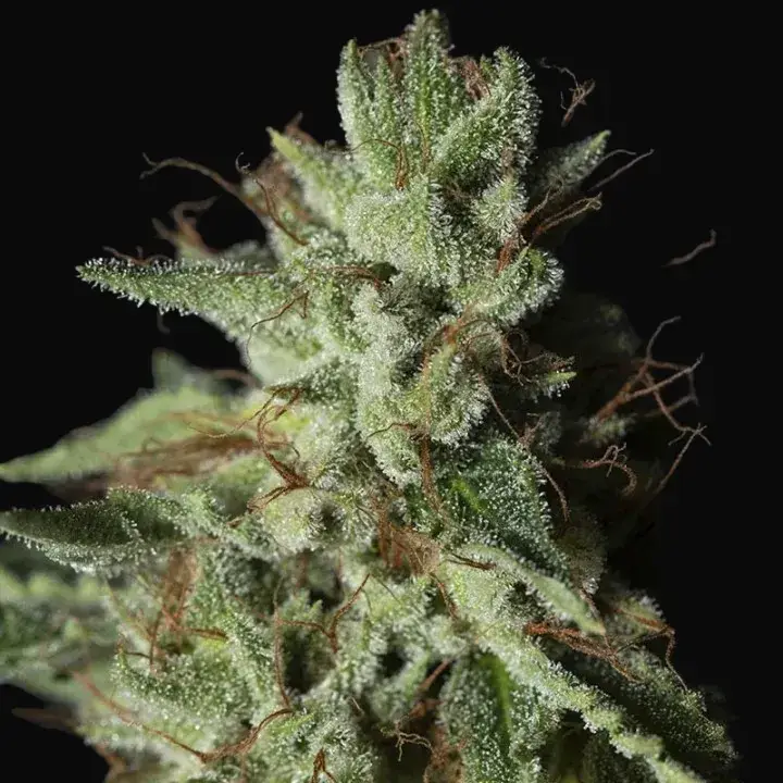 Gorilla Candy