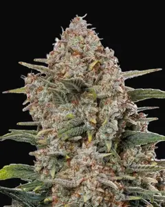 Gorilla Cookies Auto