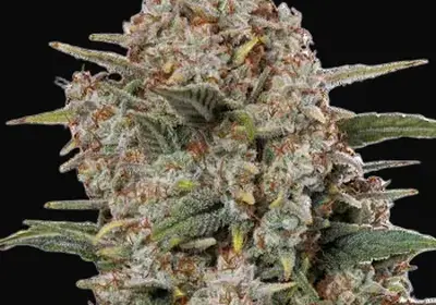 Gorilla Cookies Auto
