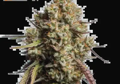 Gorilla Cookies Auto