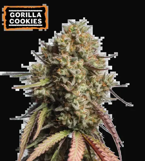 Gorilla Cookies Auto