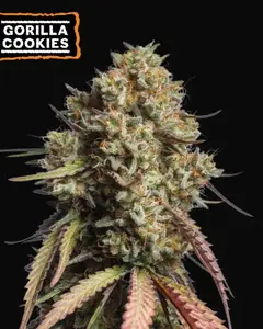 Gorilla Cookies Auto