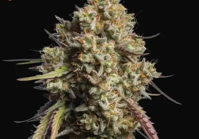 Gorilla Cookies Auto
