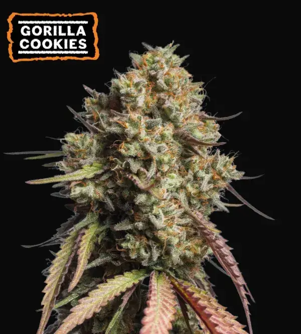 Gorilla Cookies Auto
