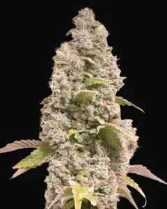 Gorilla Cookies Fast