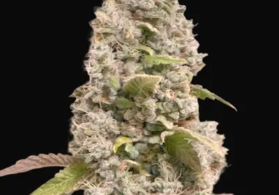 Gorilla Cookies Fast