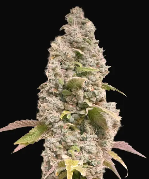 Gorilla Cookies Fast
