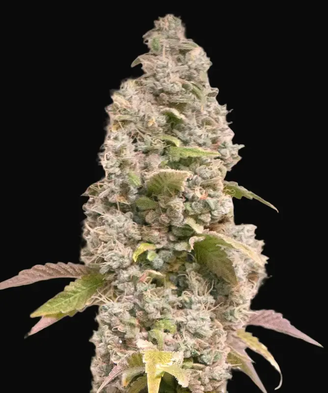 Gorilla Cookies Fast