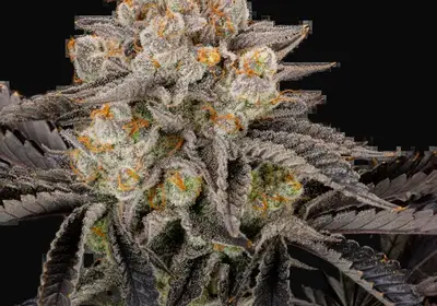 Gorilla Cookies FF