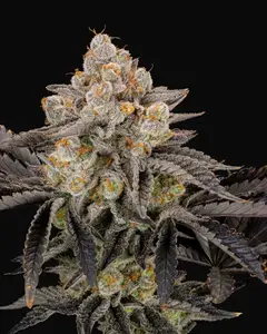Gorilla Cookies FF