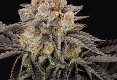 Gorilla Cookies FF