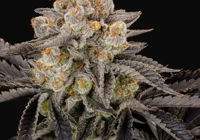 Gorilla Cookies FF