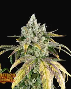 Gorilla Cookies OG Auto