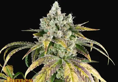 Gorilla Cookies OG Auto