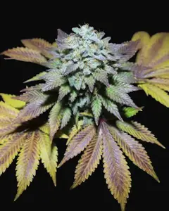 Gorilla Cookies