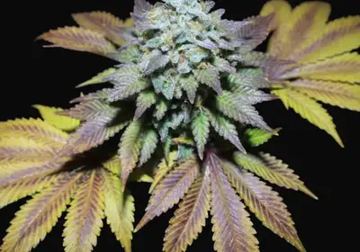 Gorilla Cookies