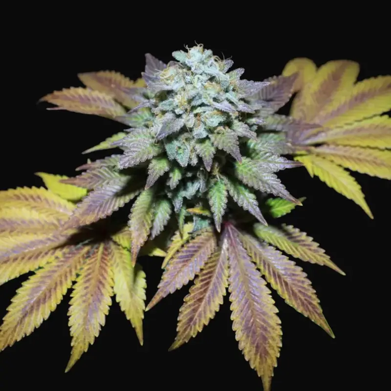 Gorilla Cookies