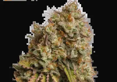 Gorilla Cookies