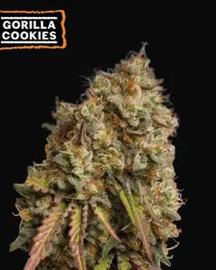 Gorilla Cookies