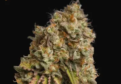 Gorilla Cookies