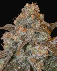 Gorilla Frost