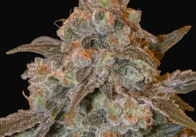 Gorilla Frost