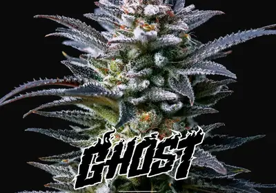 Gorilla Ghost