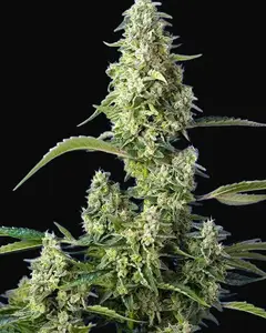 Gorilla Girl XL Auto
