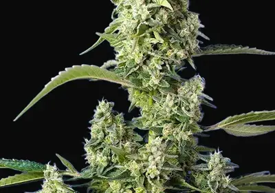 Gorilla Girl XL Auto