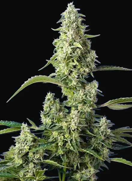 Gorilla Girl XL Auto