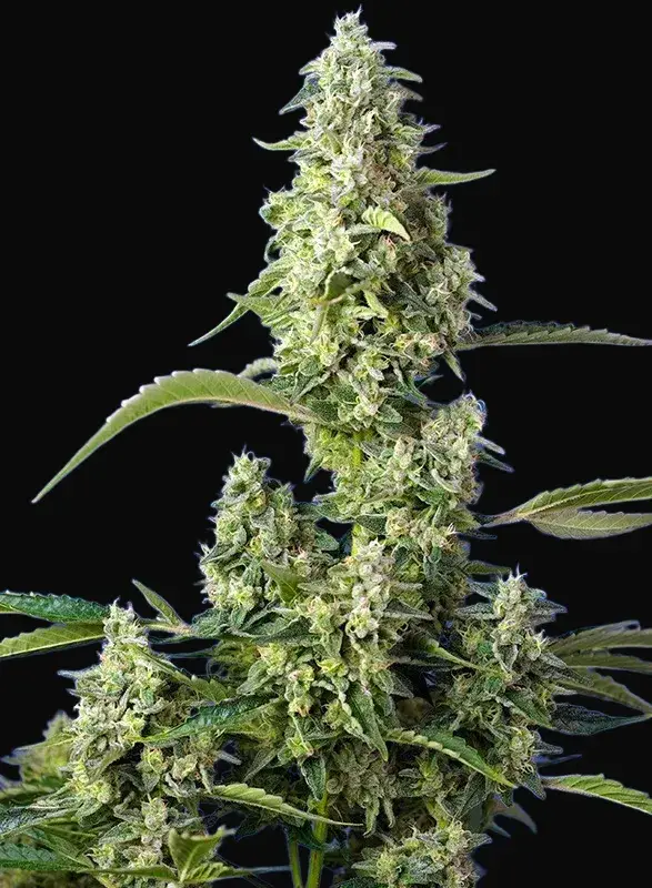 Gorilla Girl XL Auto