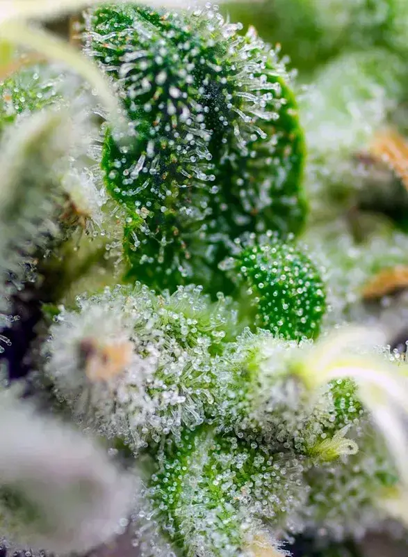 Gorilla Girl XL Auto — zdjęcie 2