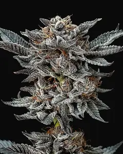 Gorilla Glue #4