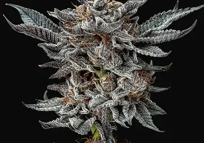 Gorilla Glue #4