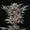 Gorilla Glue #4