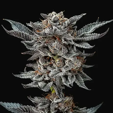 Gorilla Glue #4