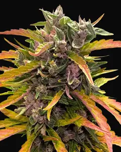 Gorilla Glue Auto