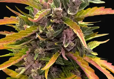 Gorilla Glue Auto